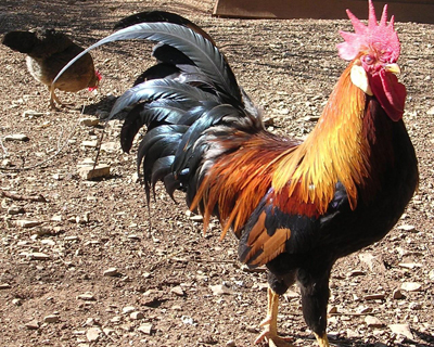 Le coq