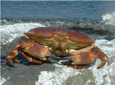 Le crabe