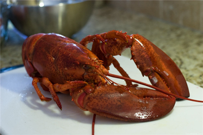 Le homard