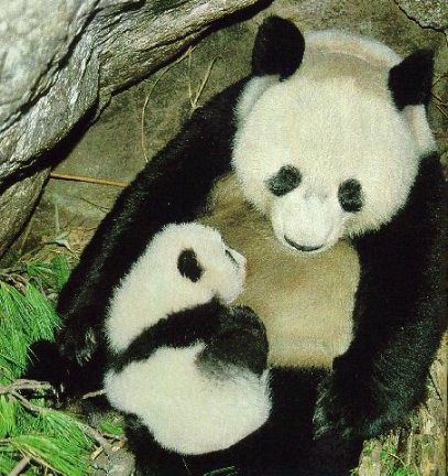 Panda gant