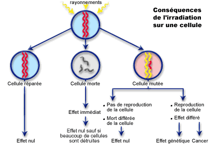 cellule